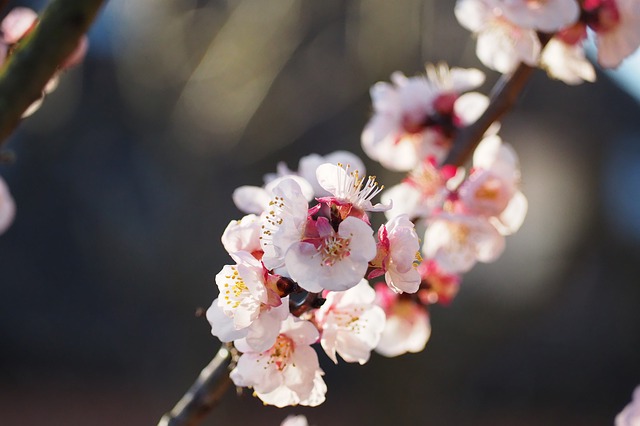 千曲市 あんずの里 杏が開花 年 見頃はいつ あんずまつりは中止 長野大好き Yuuの 信州おでかけ旅ブログ