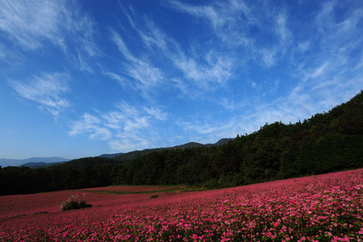 赤そばの里 年は中止 赤いそばの花 高嶺ルビー の見頃は 場所も解説 長野大好き Yuuの 信州おでかけブログ